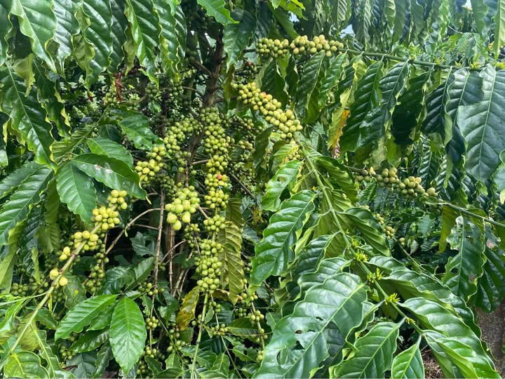 Đất nền Phúc Thọ Lâm Hà 1.1ha giá 650 triệu - Cơ hội đầu tư lý tưởng!