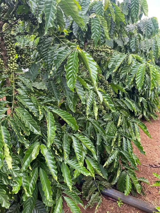 Đất thổ cư Tân Hà, Lâm Hà 16000m² giá 2.6 tỷ - Cơ hội đầu tư hiếm có!