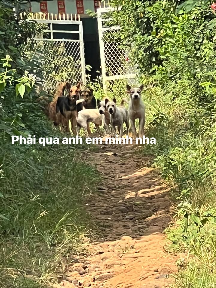 Đất nền Bảo Bình, Cẩm Mỹ 8000m² giá 4.8 tỷ - Tiềm năng đầu tư lớn!