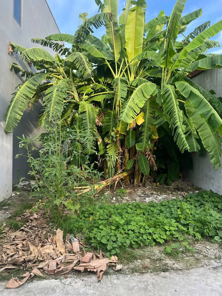 Đất nền Lâm Động, Thủy Nguyên 71m² giá 1.8 tỷ - Tiềm năng phát triển vượt trội!