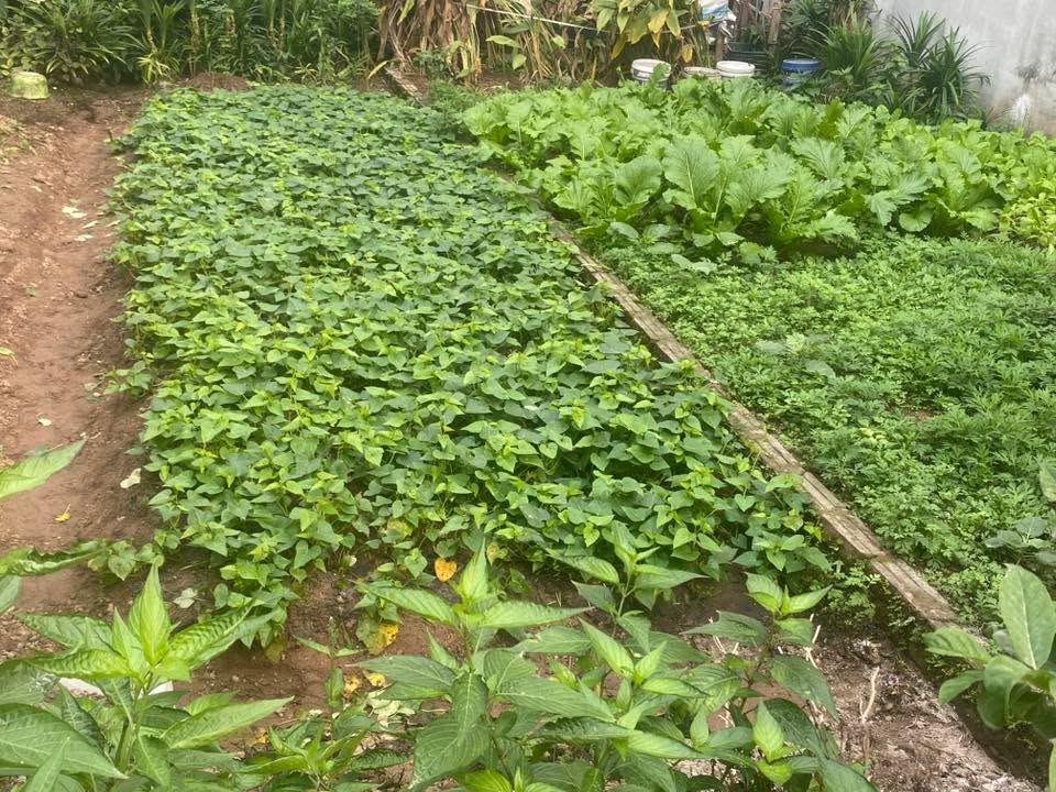 Đất nền 56m² tại Sơn Đồng, Hoài Đức chỉ 3 tỷ - Sổ đỏ chính chủ, vị trí đắc địa!