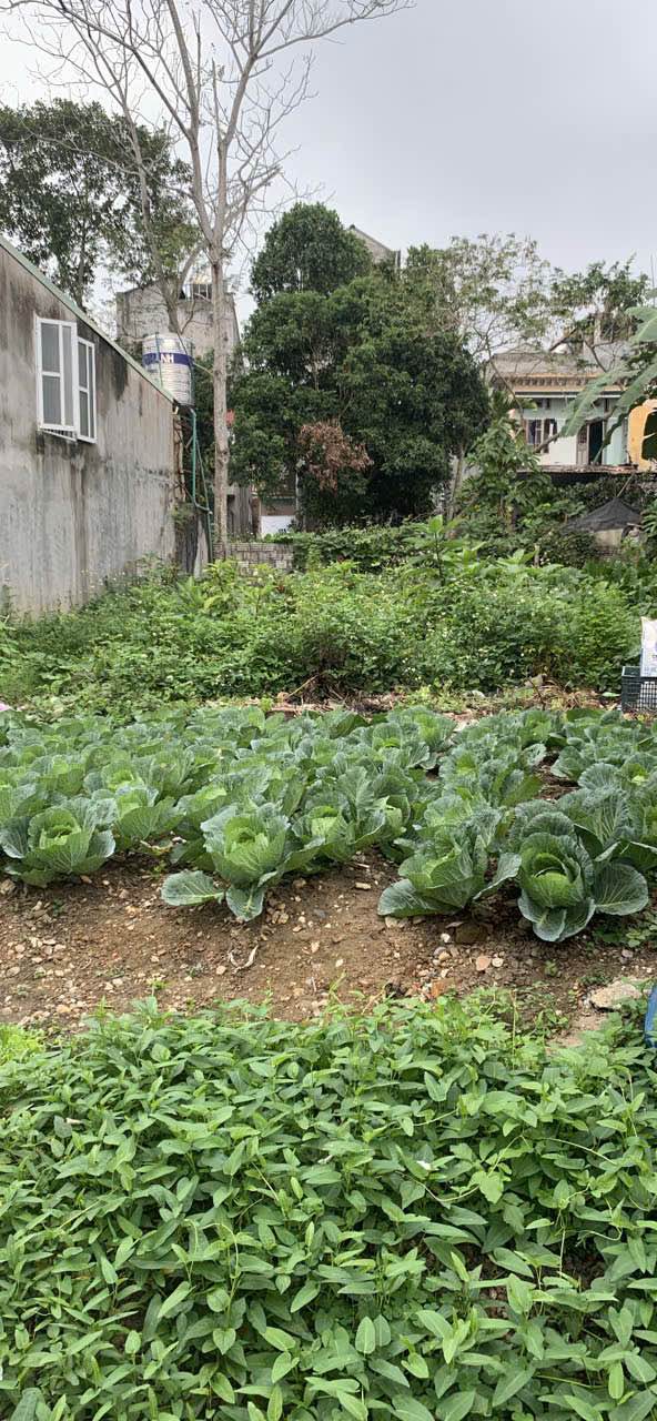 Đất nền Ỷ La Tuyên Quang 240m² giá 2 tỷ - Đường ô tô vào tận nơi!