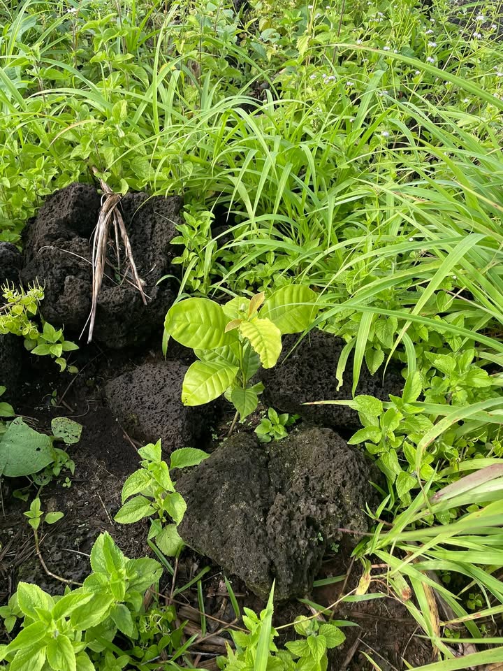 Đất rẫy Cao Sơn, Buôn Choah, 6.8ha giá chỉ 750 triệu - Cơ hội đầu tư hấp dẫn!