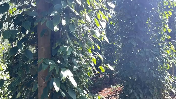 Đất nền Đắk R'Tíh, Tuy Đức 10000m² giá 1.65 tỷ - Đầu tư sinh lời hoàn hảo!