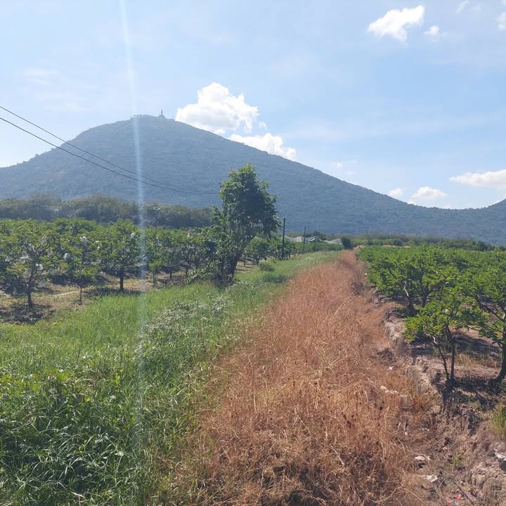 Đất vườn Suối Đá Dương Minh Châu 15595m² giá 5.85 tỷ - Cơ hội đầu tư tuyệt vời!