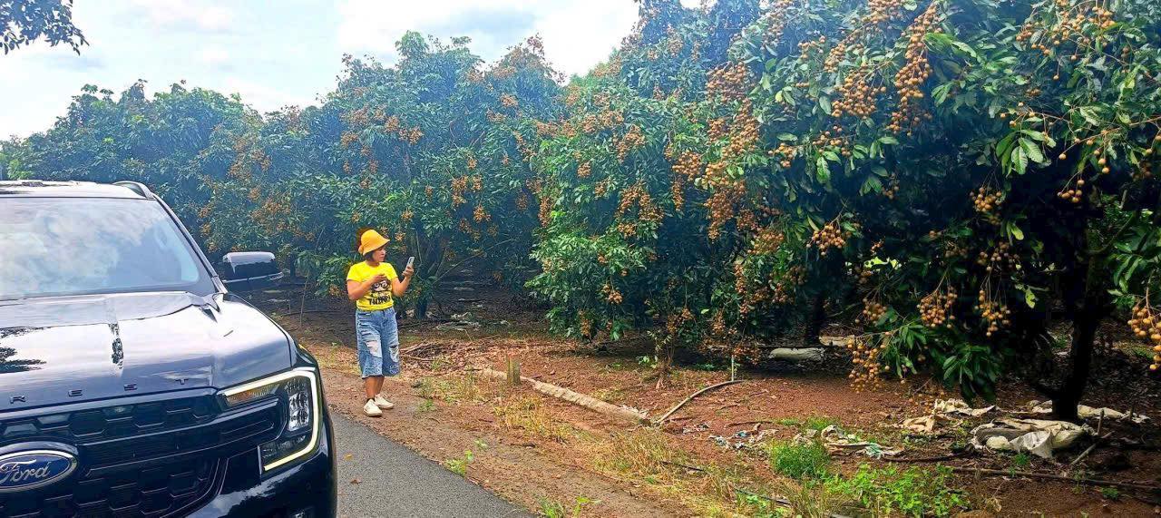 Đất nền Hòa Hội 3600m² giá chỉ 980 triệu - Tặng nguyên vườn nhãn