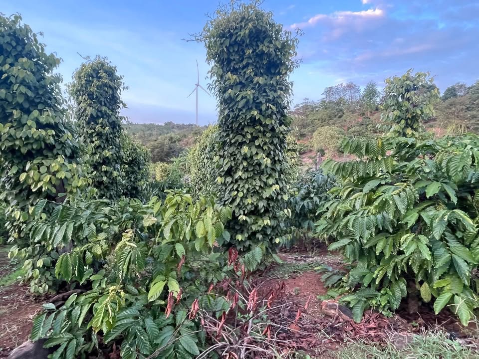 Farm 2ha1 tại Ea Khal, Đắk Lắk giá 4.3 tỷ - Đất đỏ bazan màu mỡ!