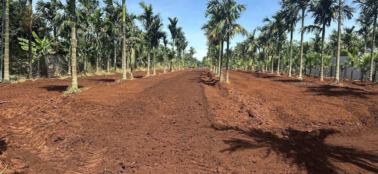 Đất trồng cây lâu năm tại xã Hòa Thắng, Buôn Ma Thuột 4904m² - Sổ hồng riêng, giá tốt thương lượng!