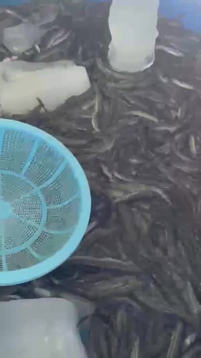 Nhà cấp 4 Thị Trấn Cần Giuộc 171m² giá 2.3 tỷ - Chính chủ bán gấp!