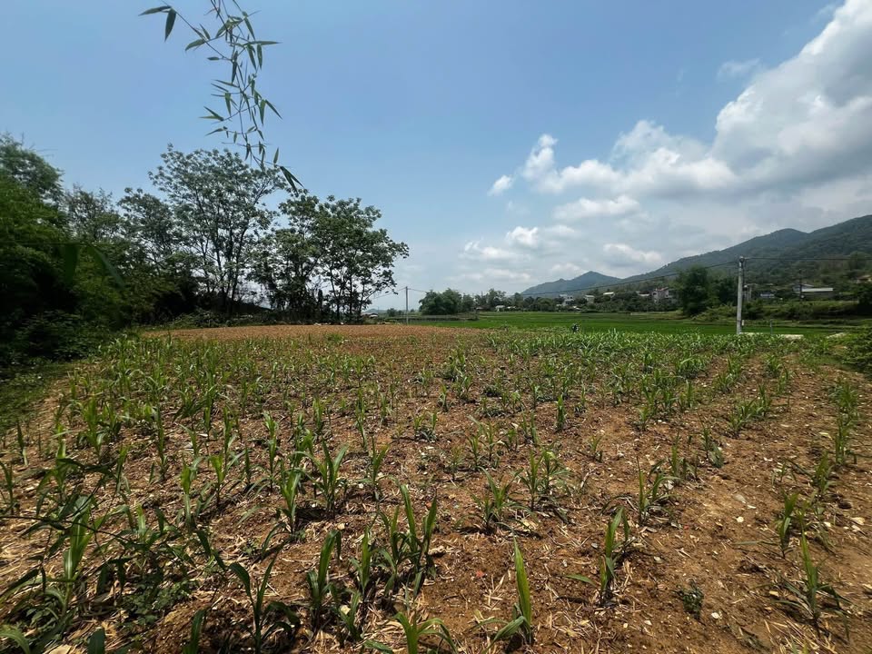 Đất Ngọc Xuân 121m² - Mặt tiền đường ô tô, gần nhà văn hóa tổ 3!