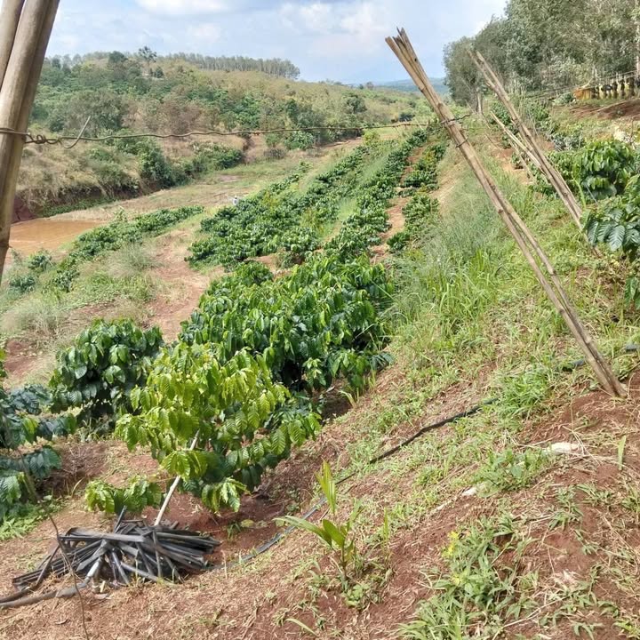 Farm 40,000m² tại Ia Pếch, Gia Lai - Giá 6 tỷ, thu nhập ổn định từ cà phê và cao su!