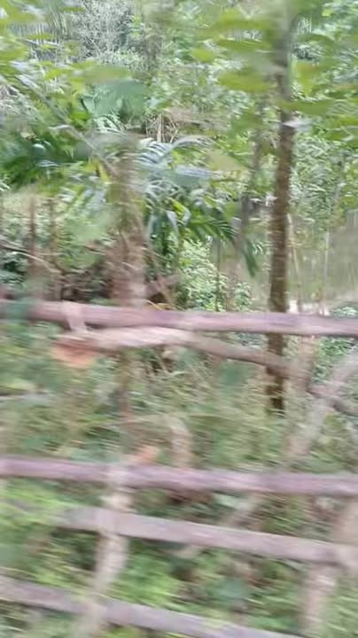 Đất CLN 10.000m² tại thị trấn Di Lăng, Sơn Hà, Quảng Ngãi - Chỉ 1 tỷ VND!