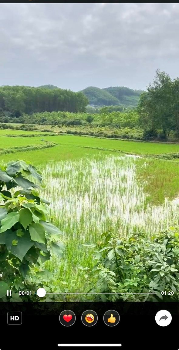 Đất vườn Hoà Ninh 516m² giá 1.1 tỷ - Sổ hồng chính chủ, vị trí đẹp!