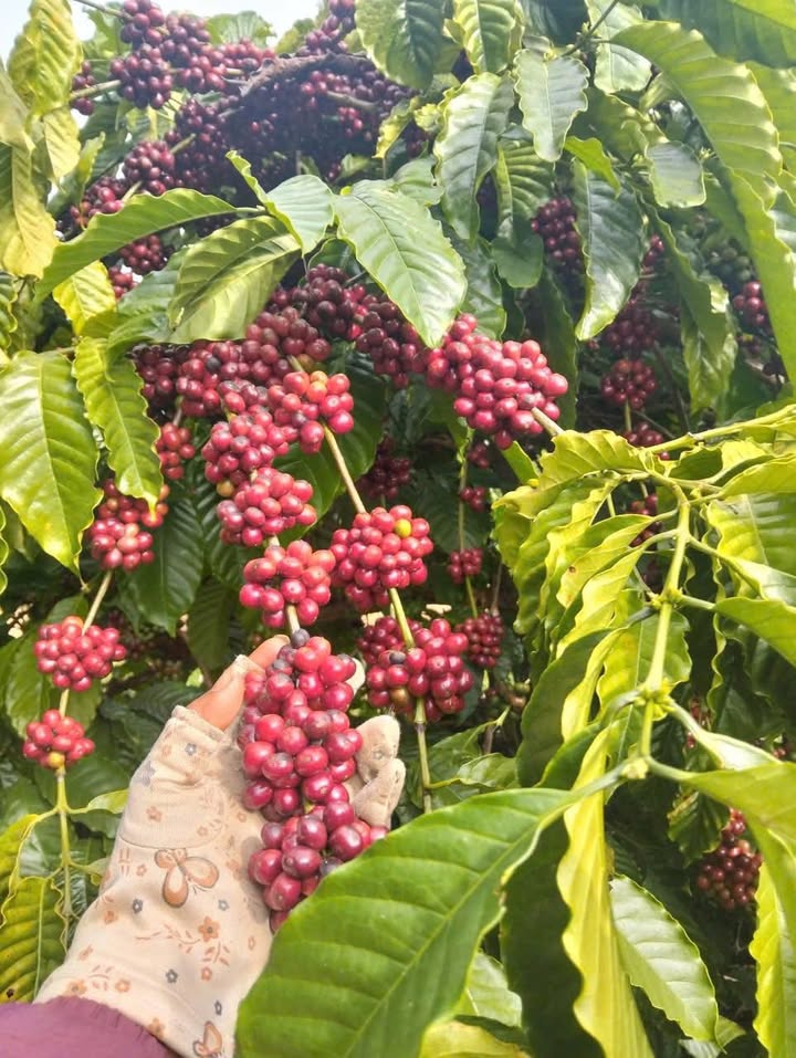 Farm thôn 5, xã Ea Nam, huyện Ea H'Leo 1ha giá 3.2 tỷ - Đất đỏ Bazan bằng phẳng, trồng 1000 cây cà phê!