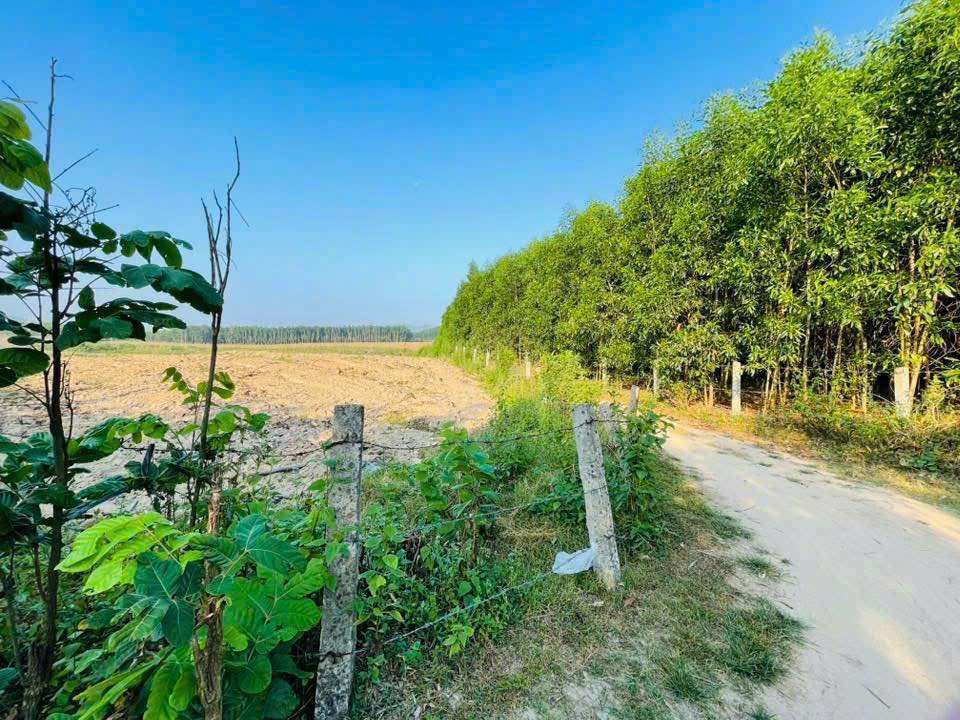 Đất nền Vân Canh Bình Định 4000m² - Sổ đỏ chính chủ, giá thỏa thuận!