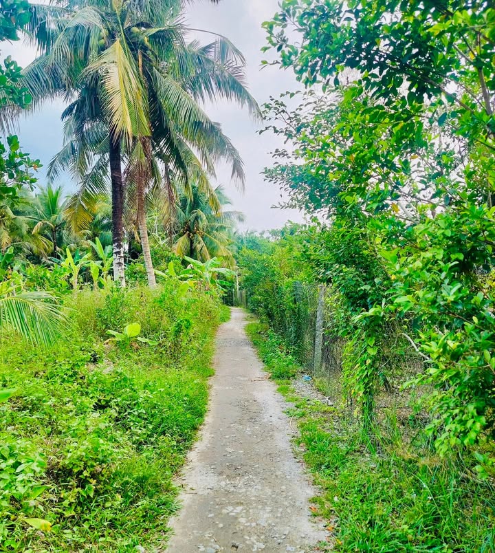 Đất nền Hưng Khánh Trung, Chợ Lách 980m² giá 550 triệu - Cơ hội đầu tư tuyệt vời!