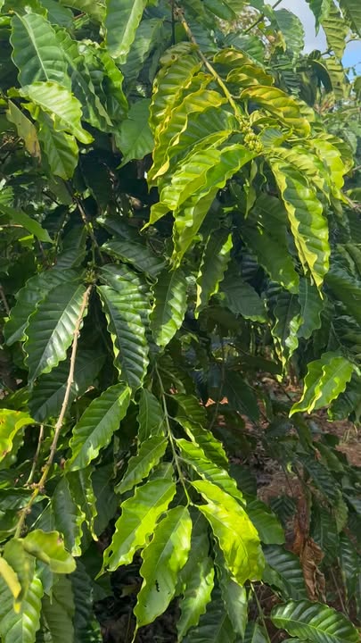 Farm 22.000m² tại Ea Sin, Krông Búk - Kinh doanh cây sầu riêng sinh lời!