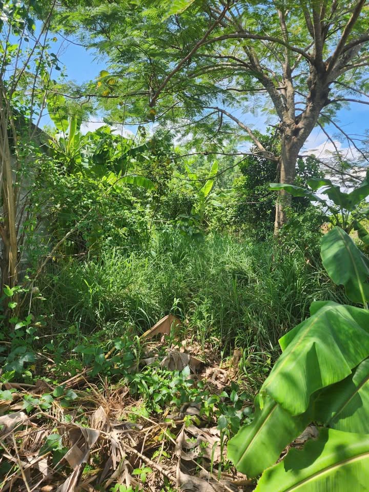 Đất nền Tam Phước, Long Điền 555m² giá 2 tỷ - Mặt tiền đường nhựa, sẵn thổ cư!