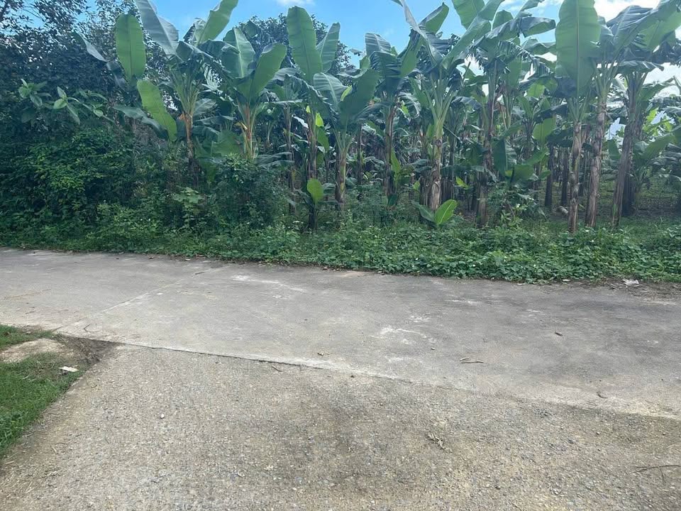 Đất trồng cây 650m² thôn Ninh An, xã Bà Nà - Đầu tư sinh lời ngay!