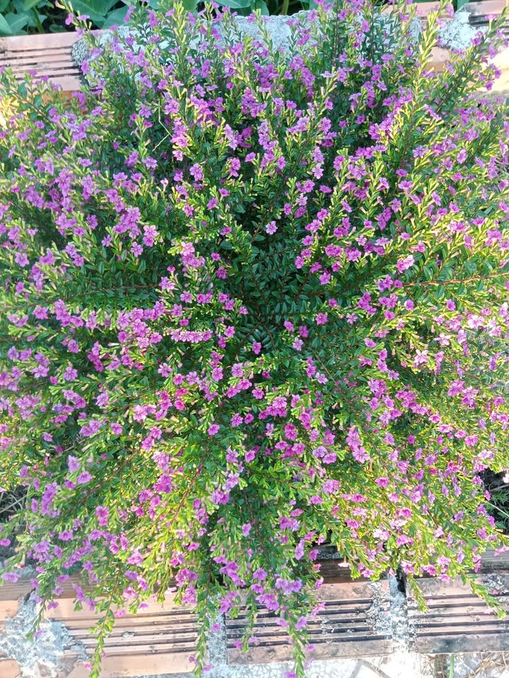 Đất nền mặt tiền Quốc lộ 61, Cái Tắc, 1000m² giá 5 tỷ - Cơ hội đầu tư hiếm có!