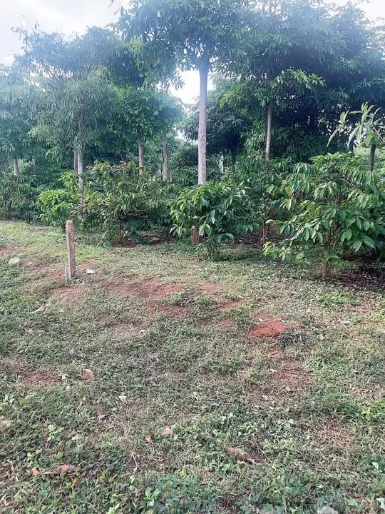 Đất Khánh Xuân Buôn Ma Thuột 500m² giá 600 triệu - Cơ hội tuyệt vời cho nhà vườn!