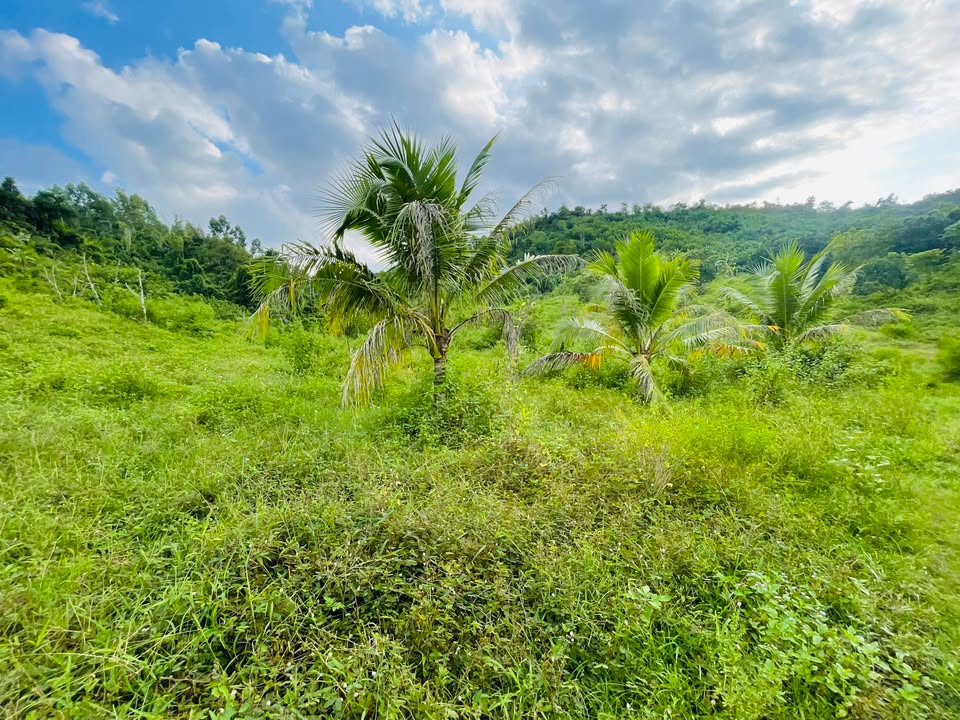 Đất Farm Diên Khánh 6,3ha giá 6.3 tỷ - Đầu tư sinh lời hấp dẫn!