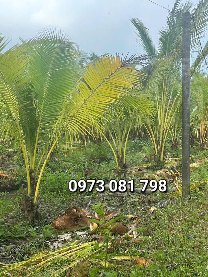 Bán đất vườn dừa 2 mặt đường tại Giồng Trôm, Bến Tre - Diện tích 6.546m² giá 2.757 tỷ!