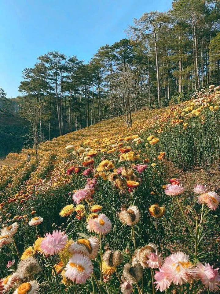 Đất nền 3 mặt tiền rộng 390m² tại Liên Nghĩa, Lâm Đồng giá chỉ 1.17 tỷ - Cơ hội đầu tư tuyệt vời!