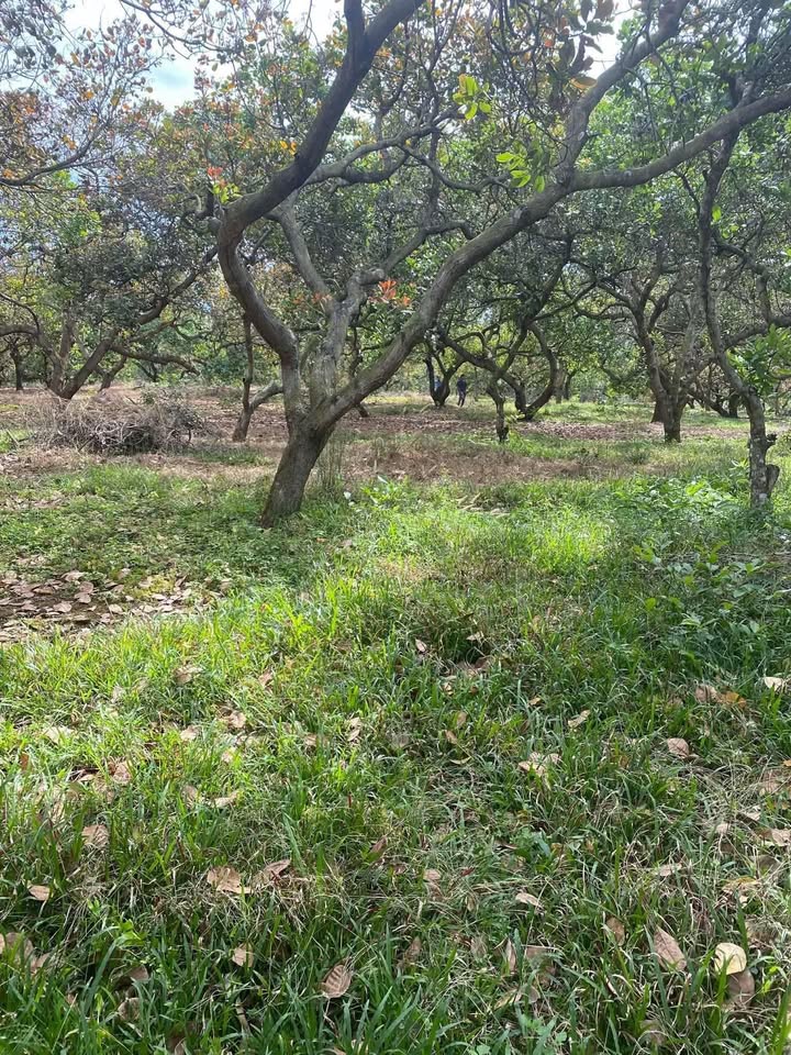 Cho thuê farm 1.3ha tại Bù Gia Mập, Bình Phước - Giá chỉ 70 triệu/năm!