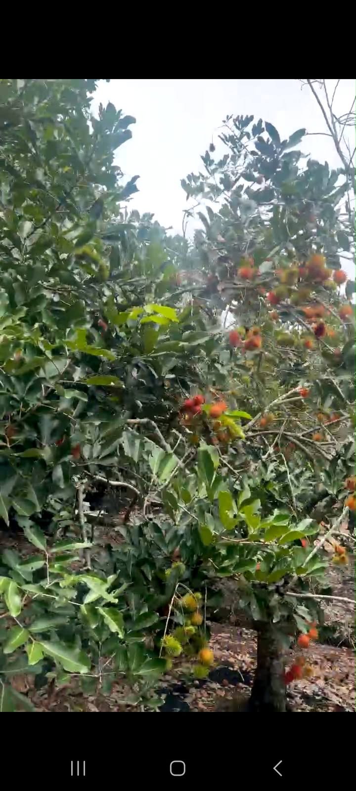 Đất vườn Tân An, Củ Chi 2606m² giá chỉ 5 tỷ - Cơ hội đầu tư vàng!