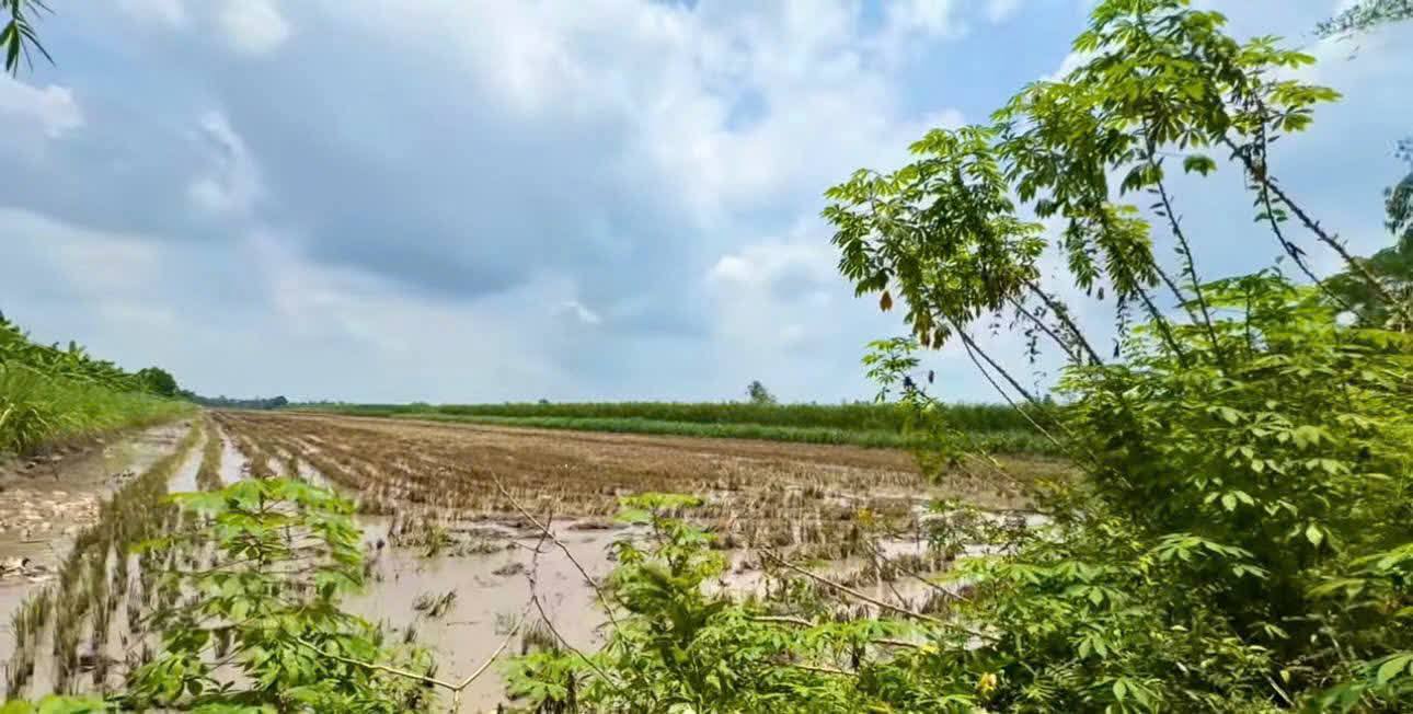 Đất lúa Hiệp Hưng, Phụng Hiệp 25.000m² giá 787 triệu - Đường xe máy tới tận nơi!