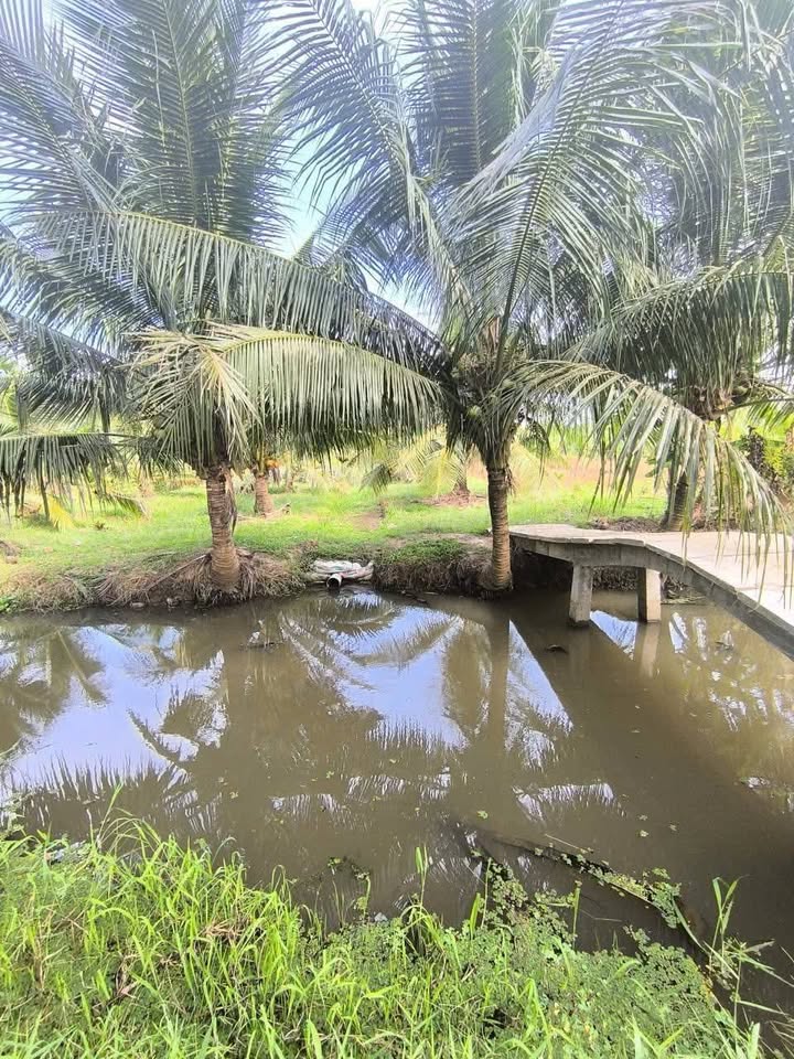 Đất vườn dừa 2500m² xã Bình Thành - Giá chỉ 900 triệu, sổ hồng chính chủ!