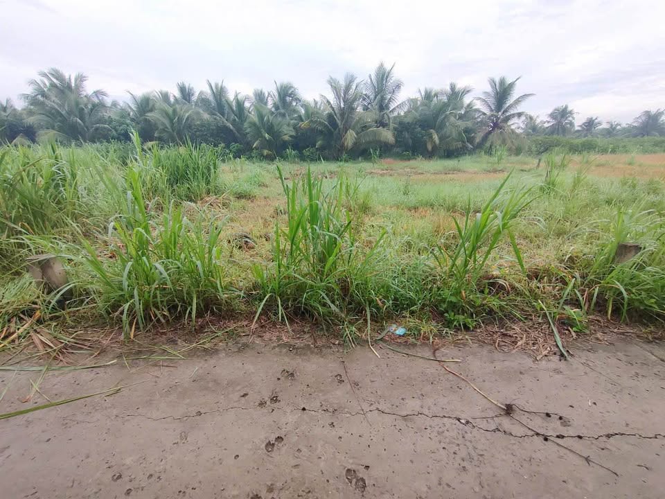 Đất Bình Phú Bến Tre 151,4m² giá 950 triệu - Cơ hội đầu tư hấp dẫn!