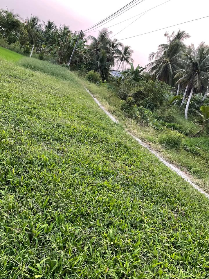 Đất vườn dừa An Ngãi Trung Ba Tri 5,4 công giá 1,24 tỷ - Cơ hội đầu tư hấp dẫn!