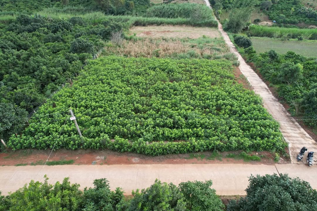 Đất nền 575m² xã Đông Thanh giá 2.3 tỷ - Sổ đỏ chính chủ, đầu tư tiềm năng!