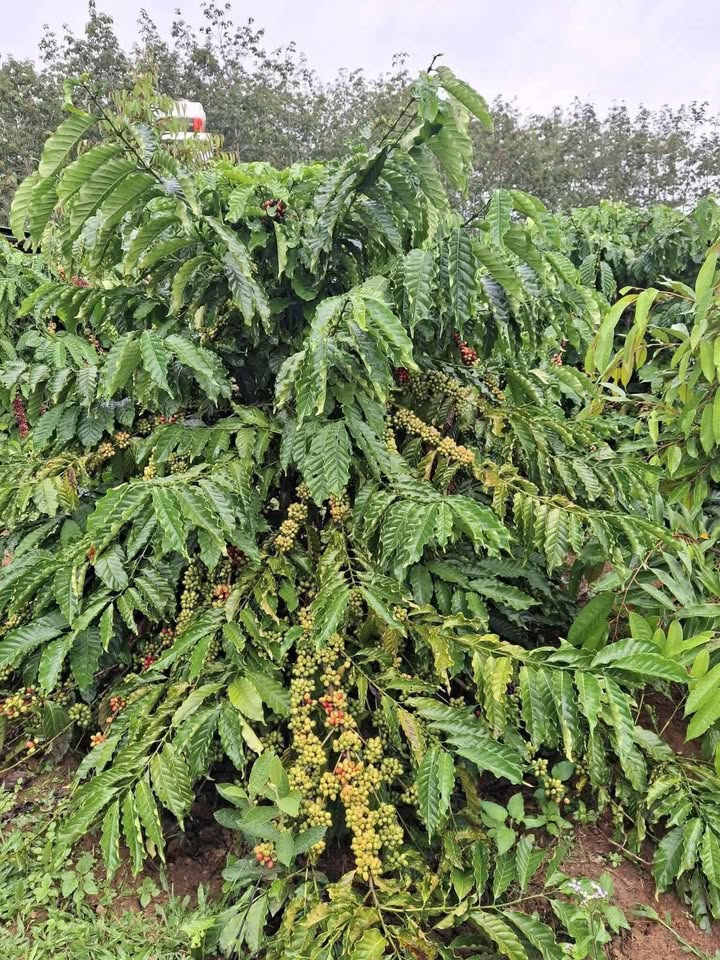 Đất nền 28,800m² khu vực Tân Lâm, Di Linh - Giá chỉ 2 tỷ VND, đất đẹp dễ đi!