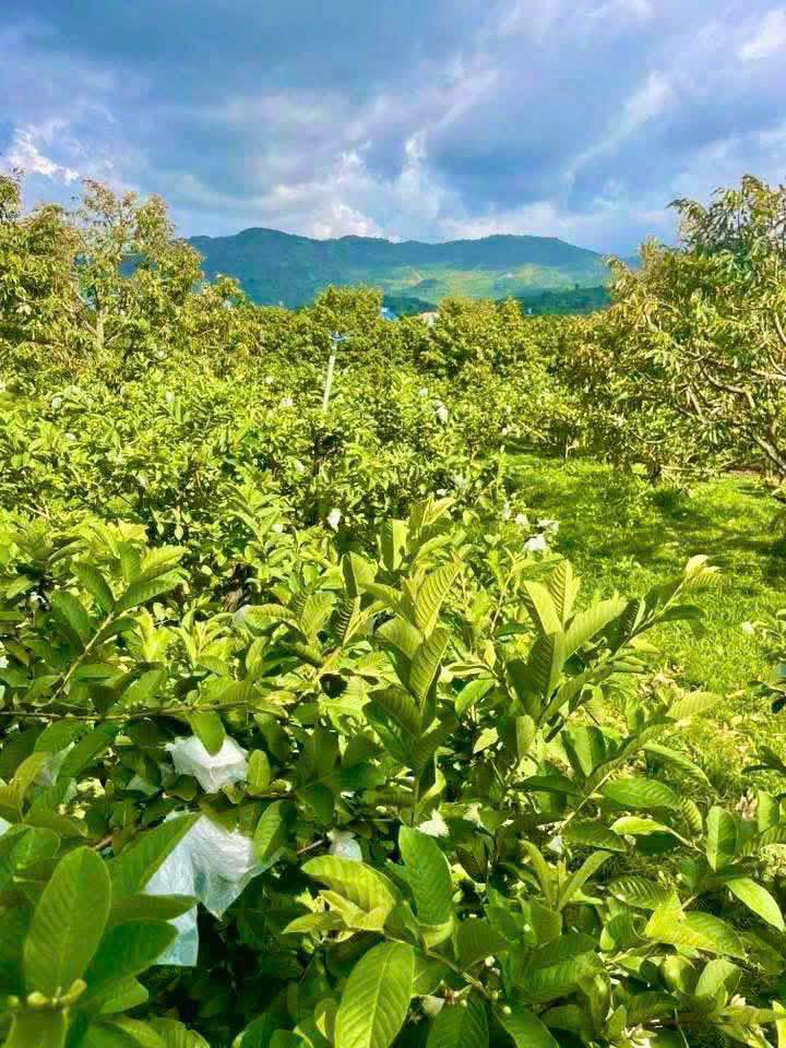 Đất nền 4.570m² Đinh Công Tráng, Lộc Châu chỉ 2.5 tỷ - Đầu tư sinh lời!