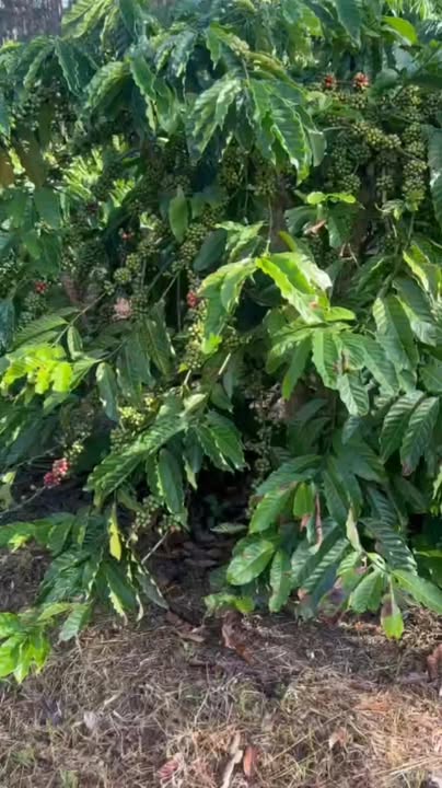 Đất nông nghiệp Gung Ré, Di Linh 9000m² giá 3 tỷ - Cơ hội đầu tư hấp dẫn!