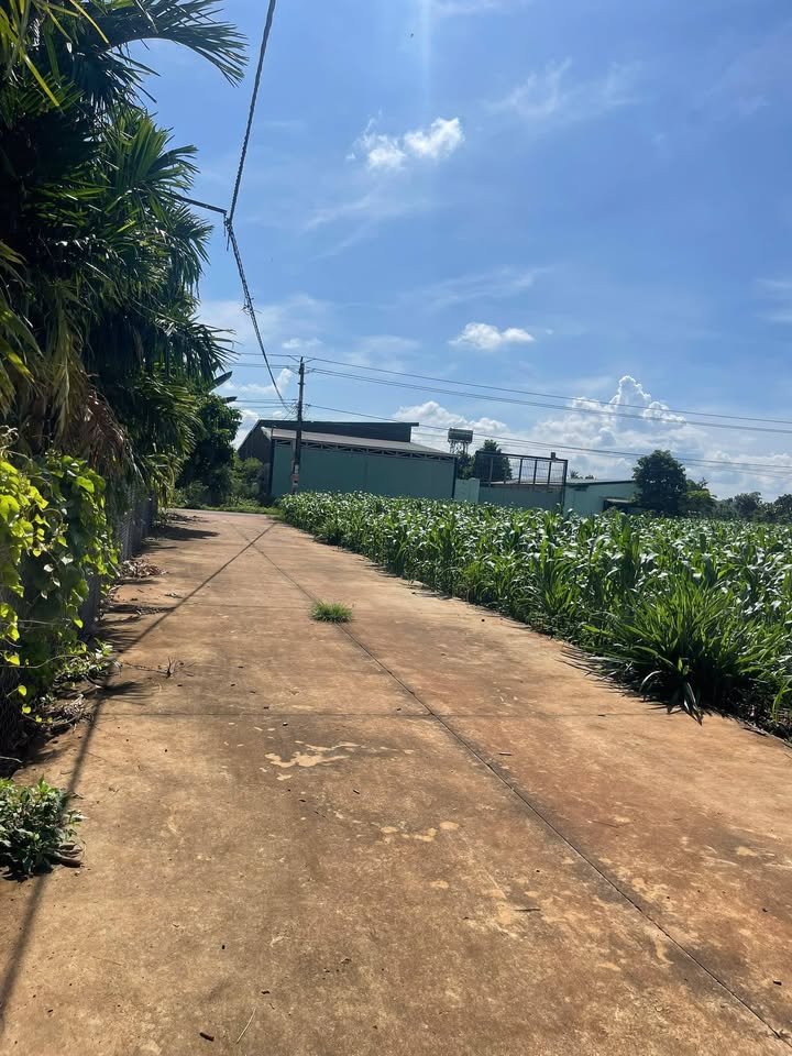 Đất nền Cư Suê 195m² giá chỉ 495 triệu - Cơ hội đầu tư tuyệt vời!