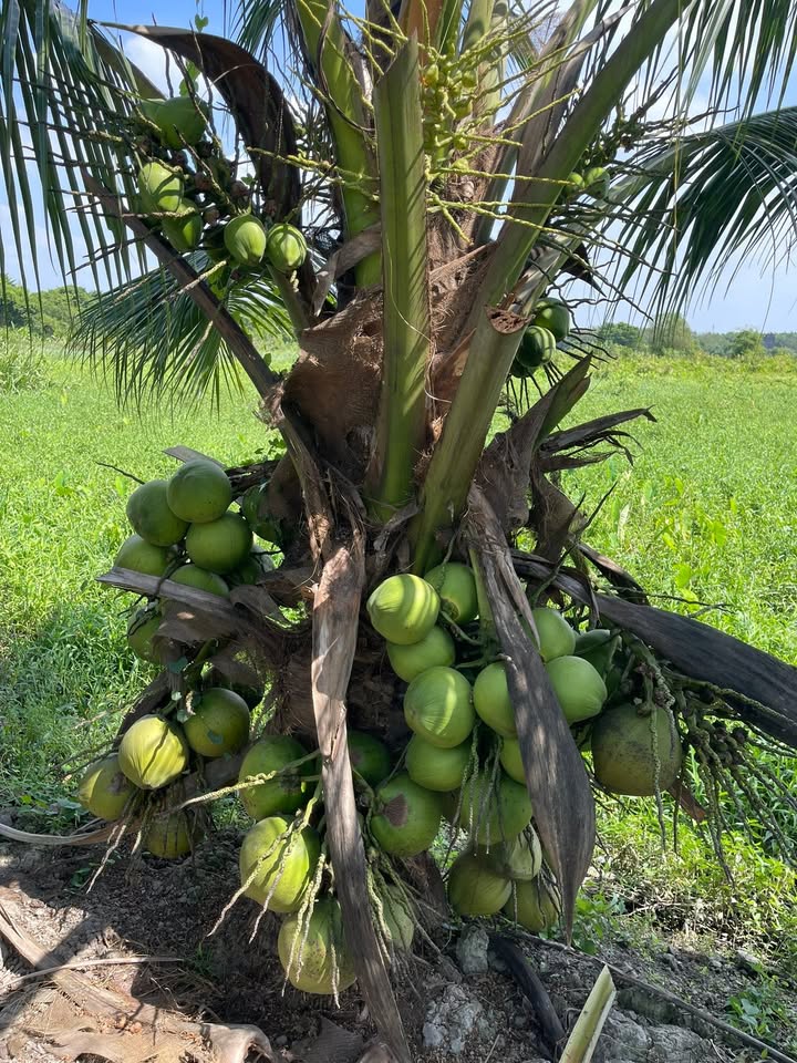 Đất nền 7000m² Bến Cát, Bình Dương giá chỉ 8.4 tỷ - Gặp chính chủ thương lượng