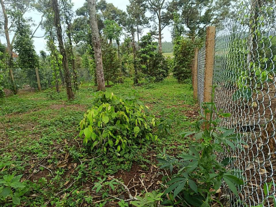 Đất nền Đắk Mil 450m² giá 1.1 tỷ - Cơ hội đầu tư sinh lời!