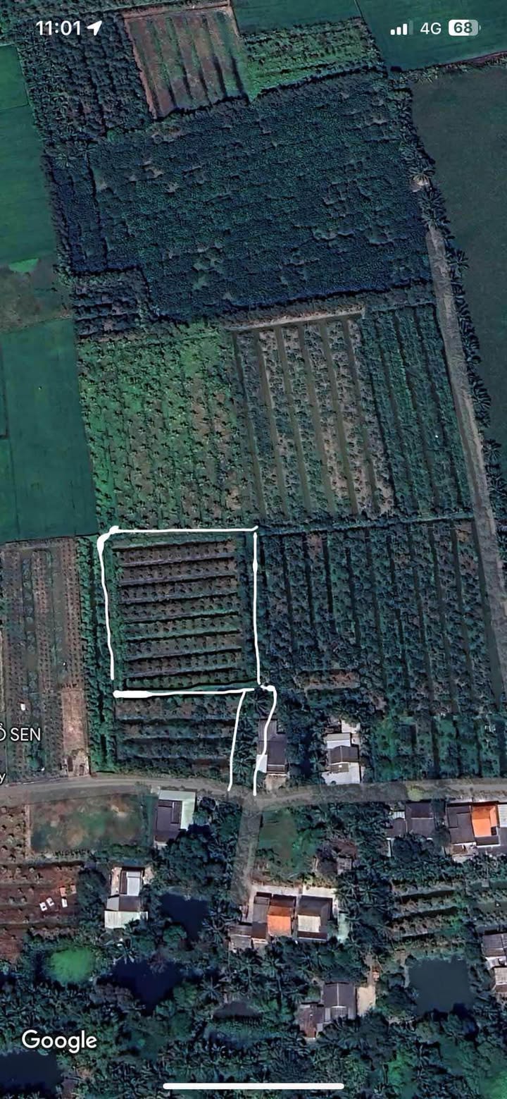 Đất lúa 3890m² tại Mỹ Phú - Giá chỉ 700 triệu, thương lượng chính chủ!