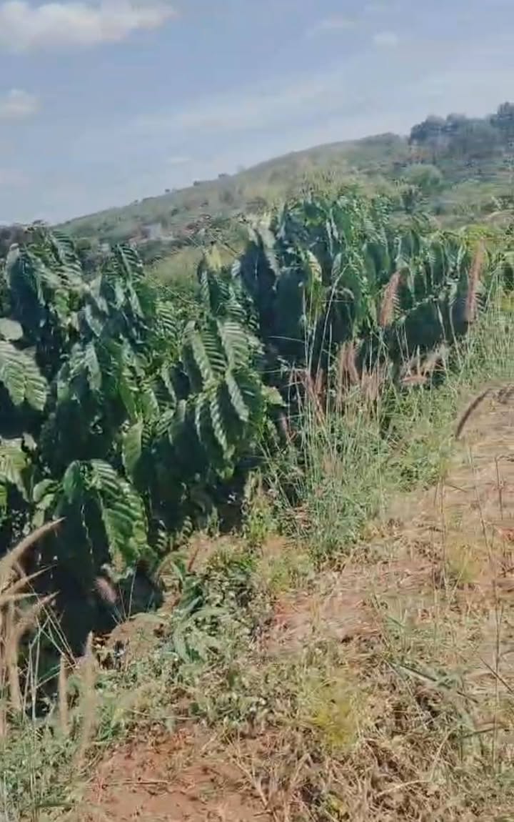 Đất Farm 2.6ha tại xã Ia Pếch, giá 5 tỷ - Tiềm năng sinh lời cao!