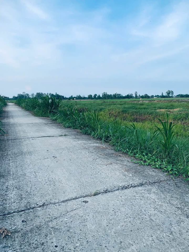 Đất nền Lấp Vò Đồng Tháp 700m² giá chỉ 390 triệu - Đầu tư sinh lời ngay!