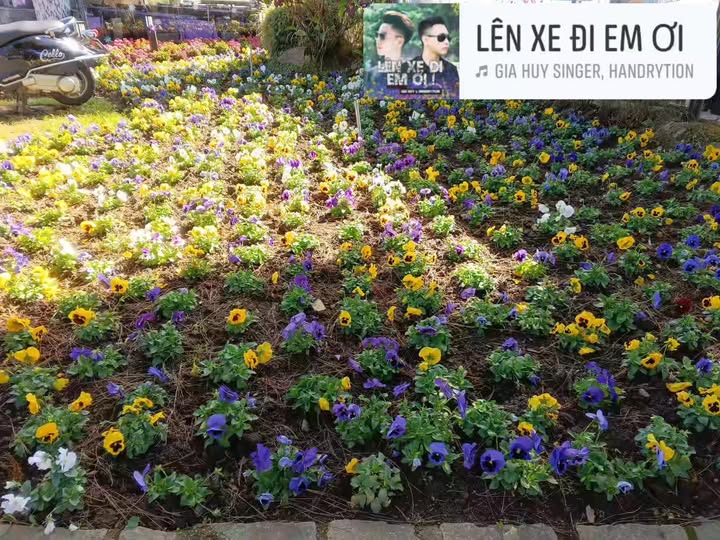 Đất nền Cây Thông Ngoài, Phú Quốc 96m² giá 1 tỷ - Đầu tư tiềm năng!