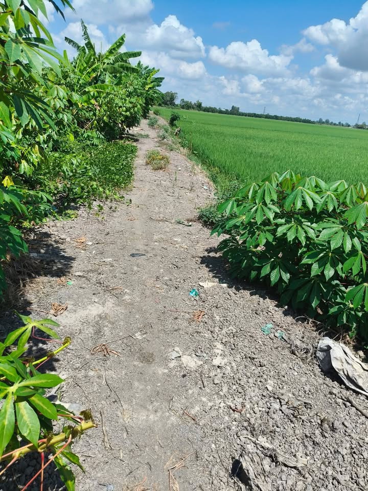 Đất lúa 13 công tại ấp 5A, Cai Lậy - Giá chỉ 2.73 tỷ VND!