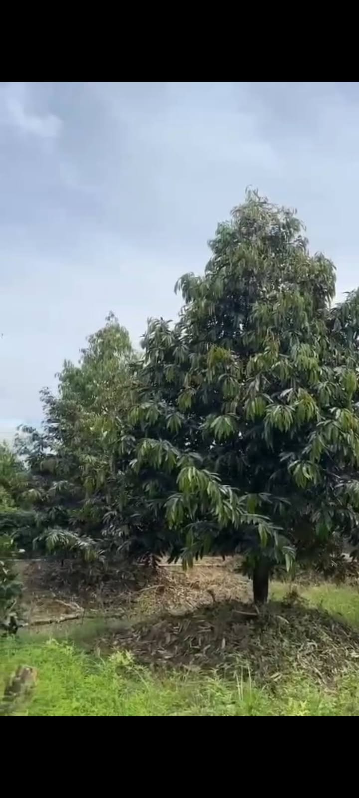 Đất nông nghiệp tại xã Mỹ Hội, Cái Bè, Tiền Giang 13 công giá chỉ 6.5 tỷ - Cơ hội đầu tư tuyệt vời!