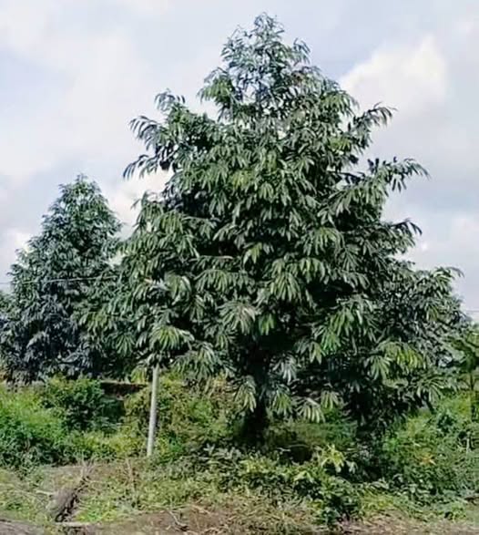 Đất nền đẹp 14.000m² tại xã Mỹ Hội, Cái Bè, Tiền Giang - Giá chỉ 7 tỷ!