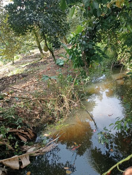 Đất vườn sầu riêng 4 công 3 ở Cai Lậy, Tiền Giang - Giá 6.9 tỷ, Đường xe máy tới nơi!