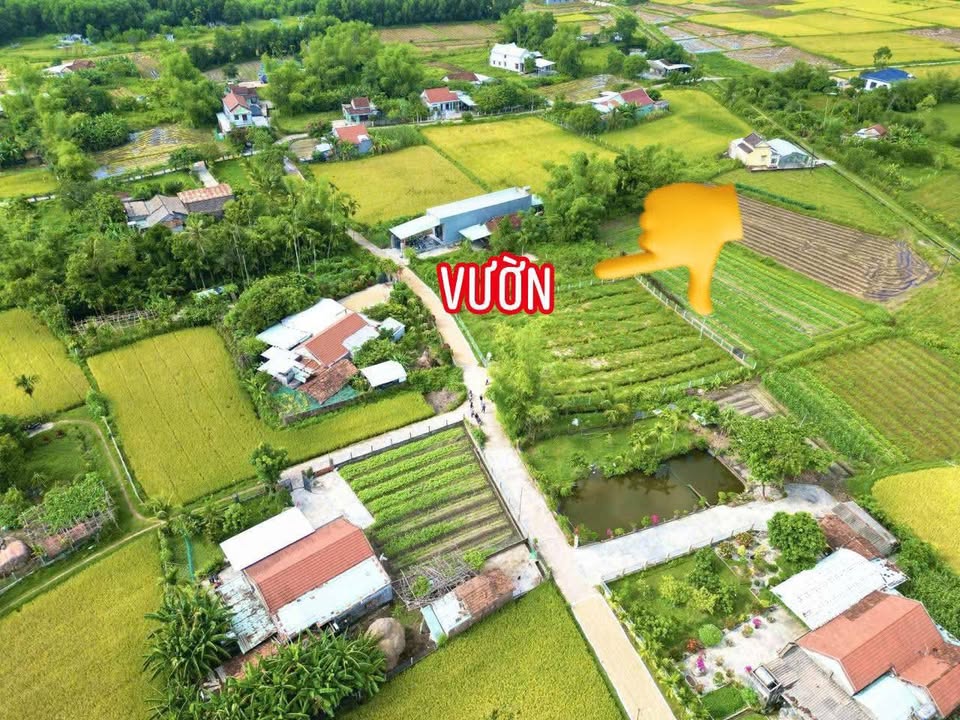 Vườn đẹp 503m² tại Bình Quý, Thăng Bình giá 900 triệu - Đầu tư lý tưởng!